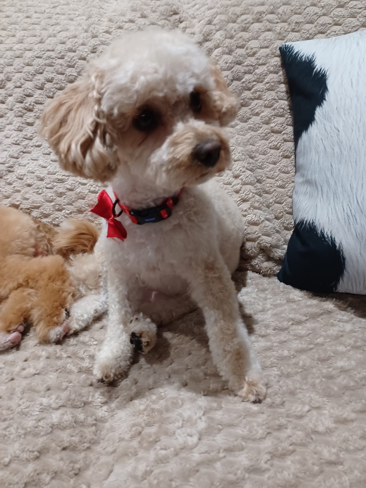 A freshly groomed apricot poodle wearing a red bow, at home after a visit