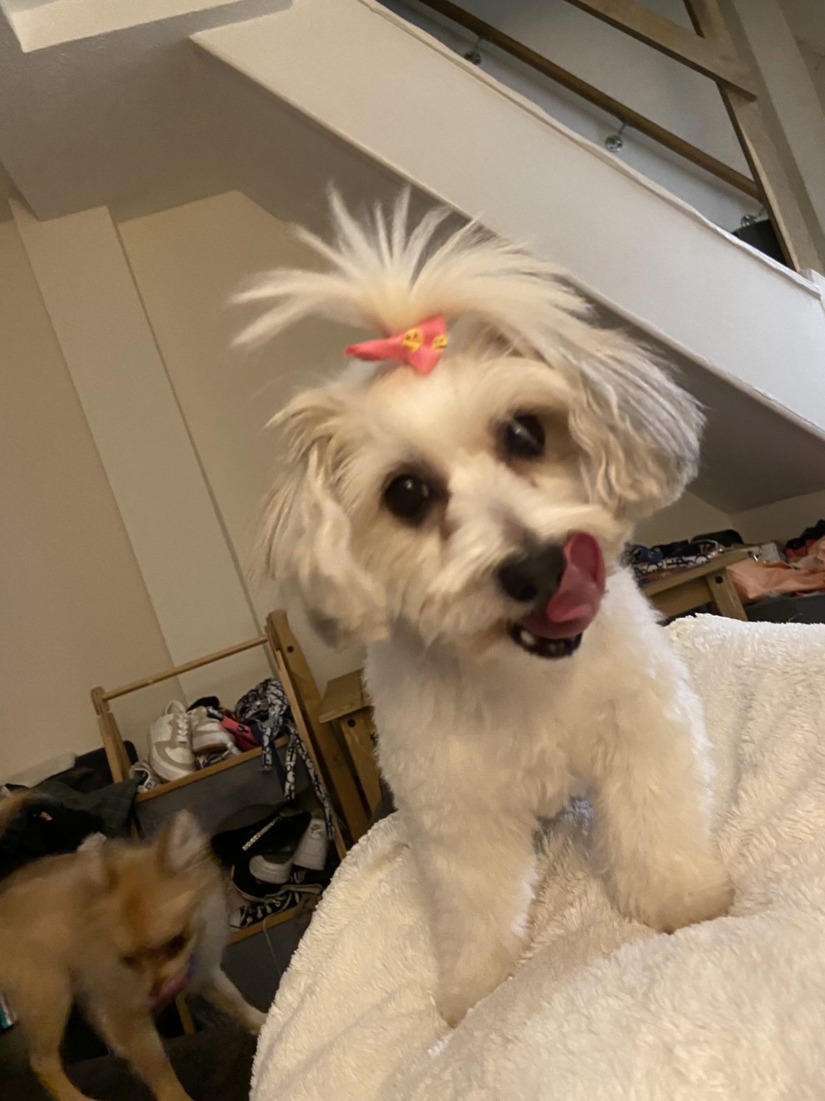A small white fluffy dog with a pink bow in its topknot after a groom