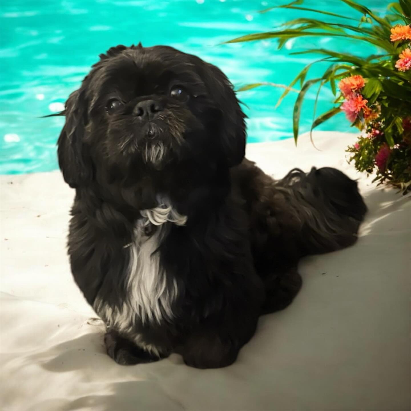 Bertie, a little black dog with a white chest, sitting on a white towel by a turquoise pool