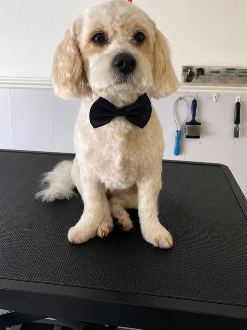 Bobbi, a cream cockapoo in a black bow tie, sitting on the grooming table after his groom