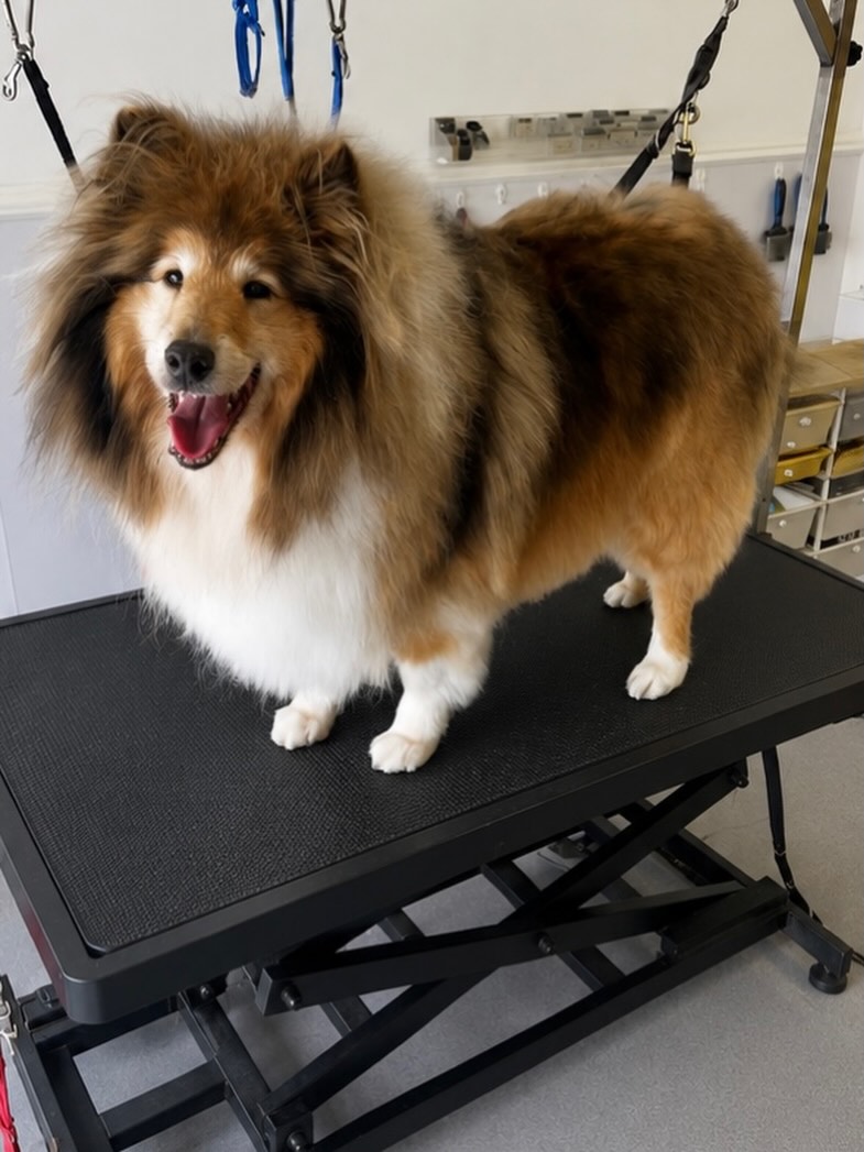 Honey, a sable rough-coated dog, standing on the grooming table after her groom